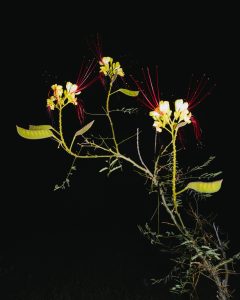 A close-up view of a plant, highlighting its green leaves and delicate flowers, showcasing intricate petals and a slender pedicel.