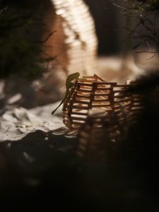 Brooding image of a model of a rainforest-based cultural center